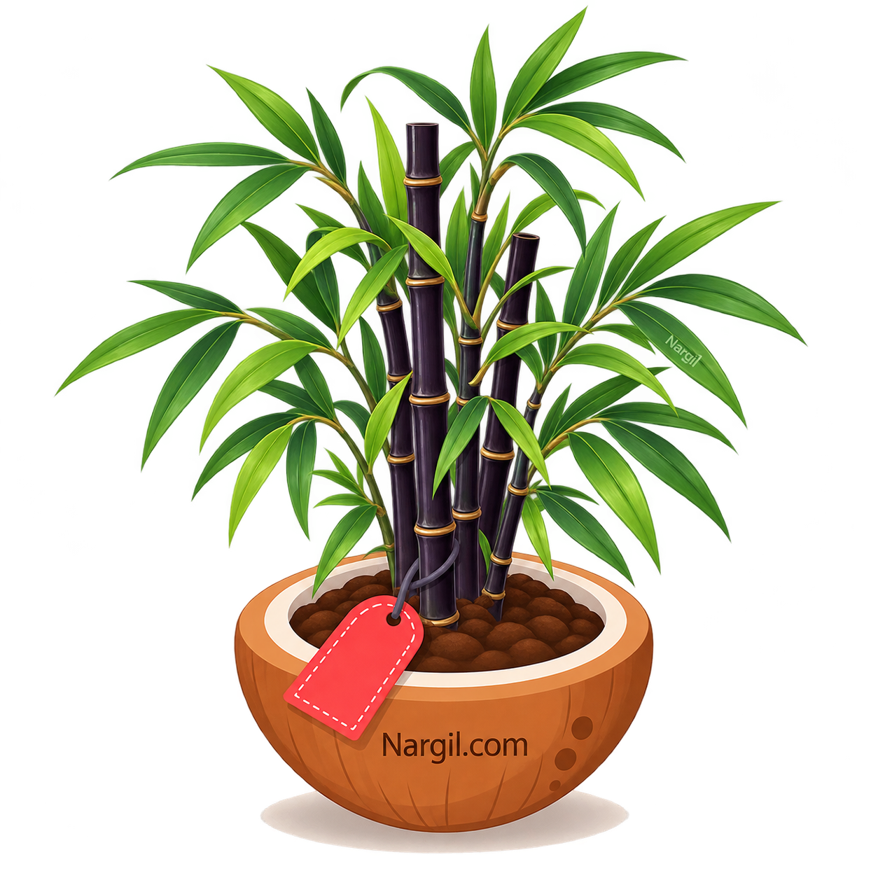 Nargil_Phyllostachys nigra